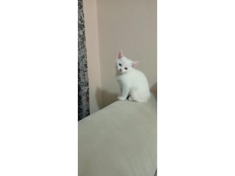 2 aylık british shorthair