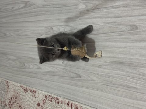 2 aylık british shorthair bebeklerimiz