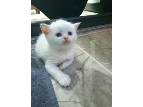 Blue point puanlı british shorthair