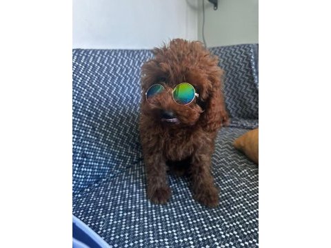 Toy poodle köpeğimiz