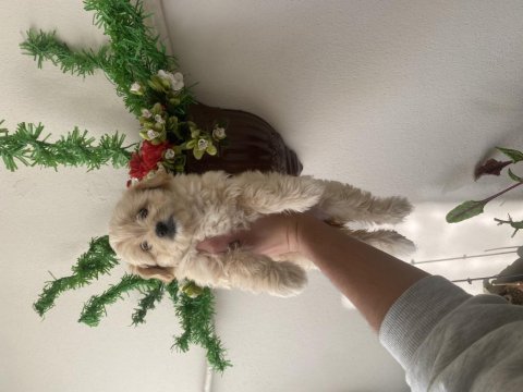 Maltipoo bebek yeni yuvasını arıyor