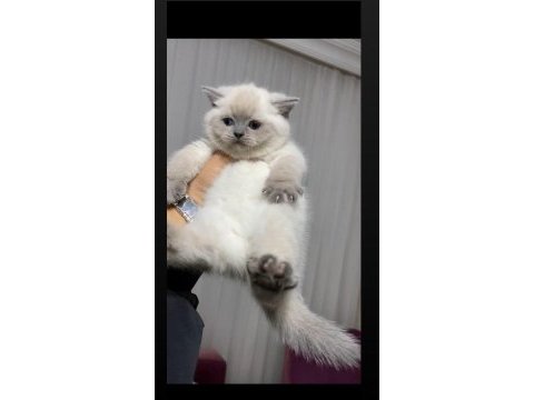 Safkan koca kafalı ayı surat british shorthair