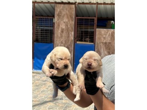 Labrador yavrusu köpekler