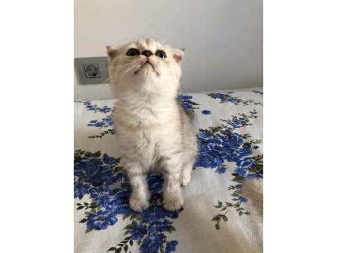 Safkan scottish fold erkek kedimiz