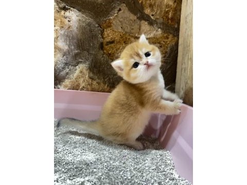 Safkan golden british shorthair ny12 (wcf)