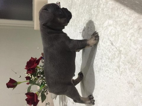 Egzotik french bulldog bebekleri