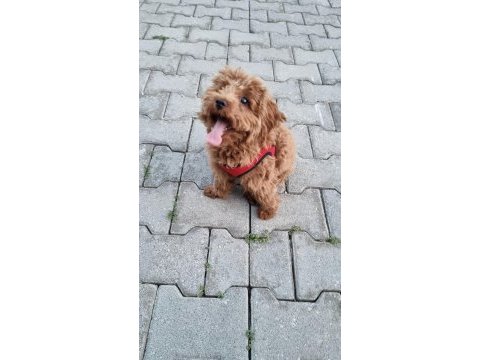 6 aylık maltipoo kızımız tarçın