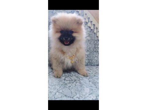 Pomeranian ayı surat