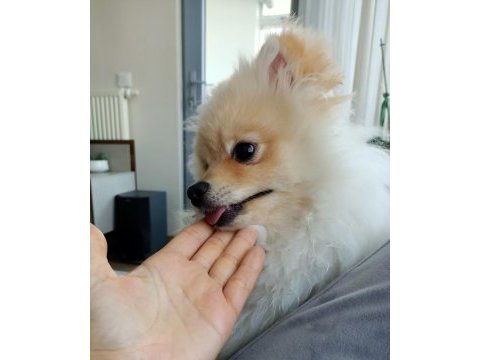 Pomeranian erkek 5 aylık
