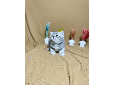 Safkan oyuncu silver british shorthair yavrumuz