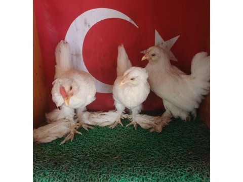 İspenç takım