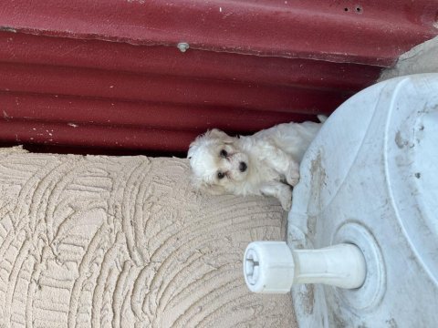 45 günlük maltese terrier