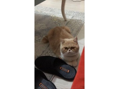 Ev kedimiz yavrusu ile sahiplendirilecek