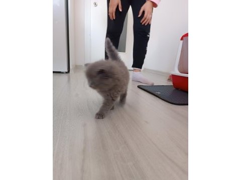 Scottish fold yavrumuz sahiplenilmek istiyor