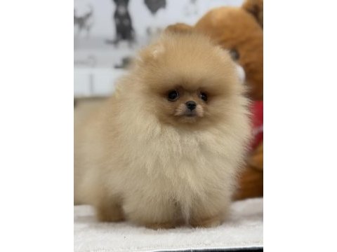 Show kalite üst düzey pomeranian boo