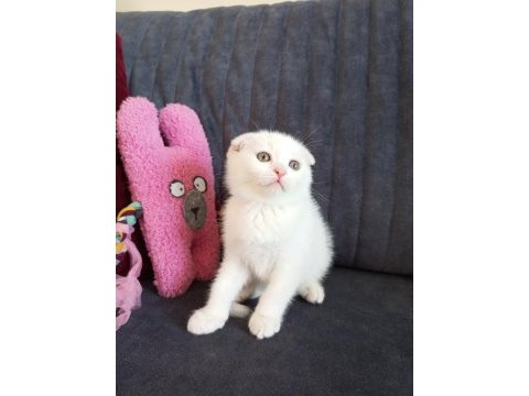 Scottish fold white