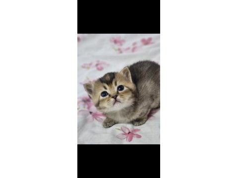 Safkan british shorthair kardeşler