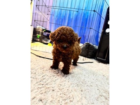 Orjinal izmir de ev üretimi wc eğitimli poodle
