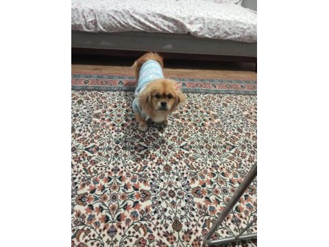Pekinez köpeğim