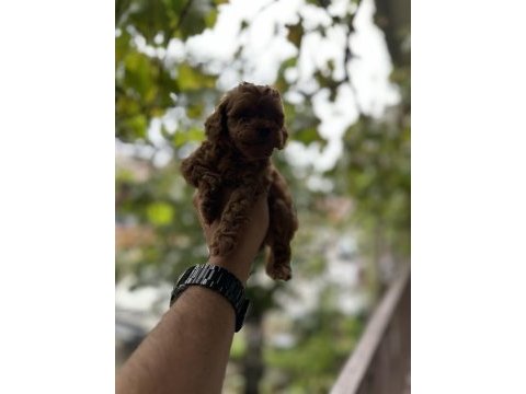 Sağlık ve ırk garantili toy poodle yavrularımız