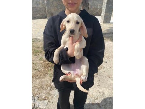Annesi cocker baba pointer