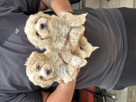 Sağlıklı orijinal maltipoo