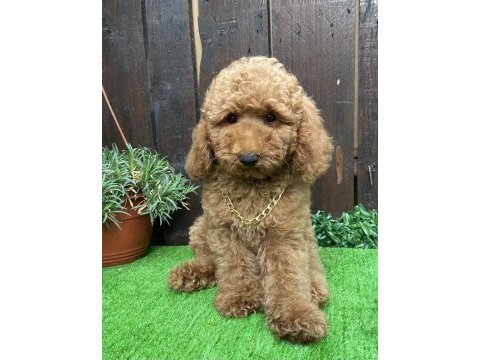 Poodle erkek yavrumuz