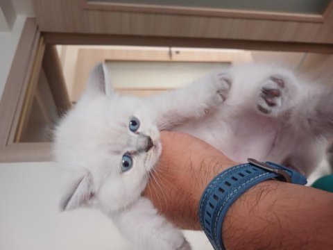 Orjinal top kafa british shorthair yavrularımız