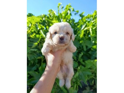 Maltipoo bebeklerim