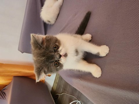 Çok sevimli çok oyuncu son kalan bebekleim
