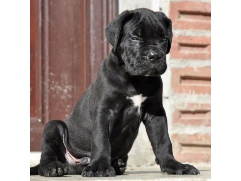 Şecere belgeli ırk ve sağlık garantili cane corso yavrular