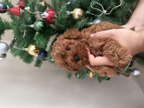 Erkek toy poodle yavru