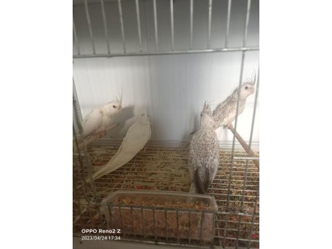45 günlük 4 kardeş sultan papağanı