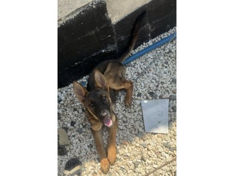 3 aylık dişi malinois