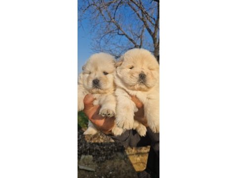 Çin aslanı yavru köpeklerimiz