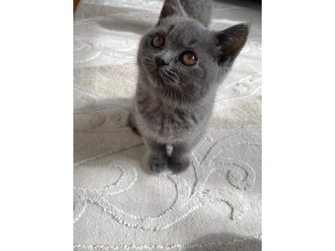 3 aylık british safkan