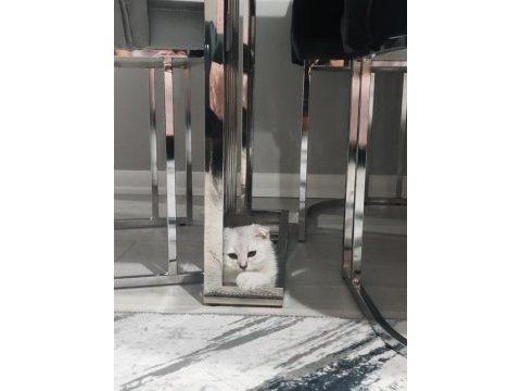 Orjinal anne baba scrli scottish fold silver topaç kafa