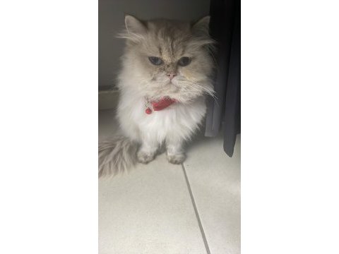 Çok sevimli evcil kedimiz