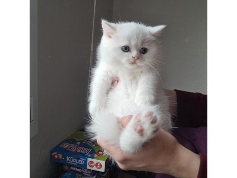 Kar beyaz british shorthair yavrularım
