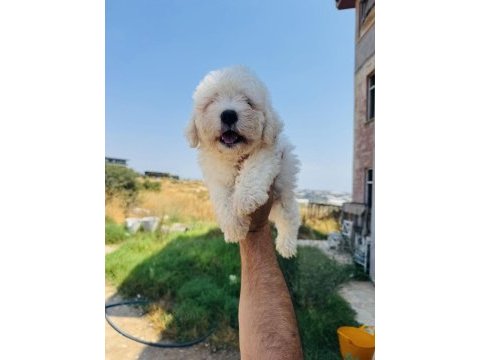 A kalite maltese terrier yavrularımız