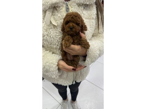 Kore poodle