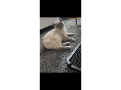 Yakışıklı kedimize yuva arıyoruz
