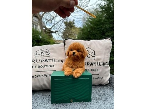 Kalitesi karakterine yansımış toy poodle yavrumuz