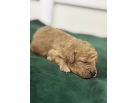 Toy poodle yavrularım rezerveye açıklar