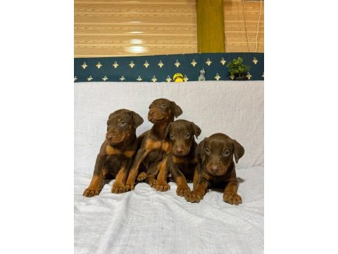Doberman köpeklerimiz