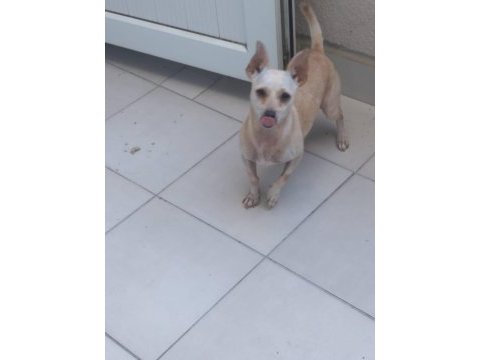 Aşı ve yemek masraflarına verilecek chihuahua