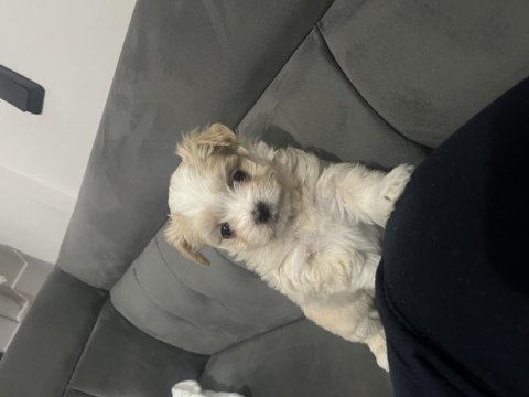 Maltese erkek köpeğimiz
