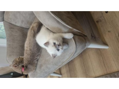 Boncuk gözlü blue point british shorthair