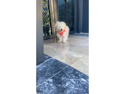 Köpeğimiz mia yeni yuvasını arıyor