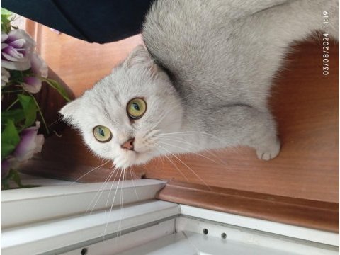 Çok güzel scottish fold kızımız için yuva arıyoruz